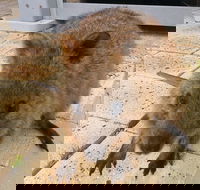 Wave Rock Pinnacles and Rottnest One Day Aeroplane Tour - Yarra Valley Accommodation