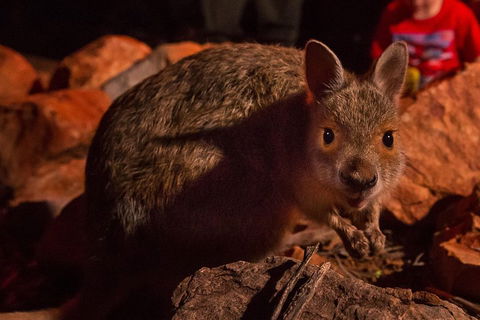 Alice Springs Desert Park Nocturnal Tour - Yarra Valley Accommodation 3