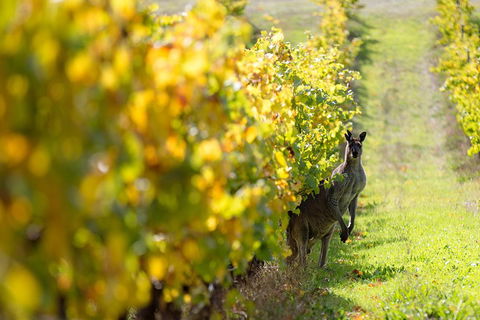 Margaret River 3 Day Escape - Yarra Valley Accommodation 4