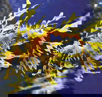 SEA LIFE Melbourne Aquarium Admission Ticket