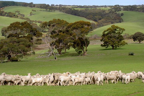 Kangaroo Island Luxury Small Group 'Island Life' Full Day Tour - Yarra Valley Accommodation 1