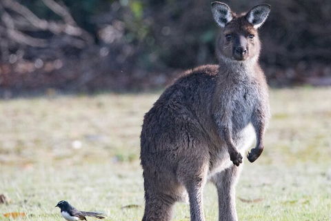Kangaroo Island Luxury Small Group 'Island Life' Full Day Tour - Yarra Valley Accommodation 2