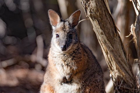 Kangaroo Island Luxury Small Group 'Island Life' Full Day Tour - Yarra Valley Accommodation 3