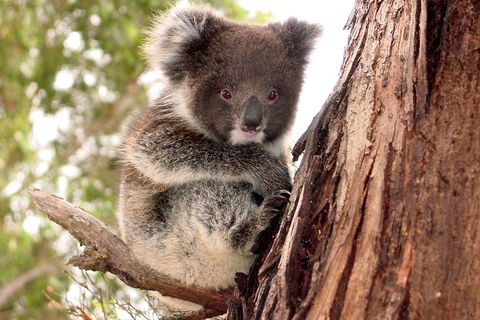 Kangaroo Island Luxury Small Group 'Island Life' Full Day Tour - Yarra Valley Accommodation 4