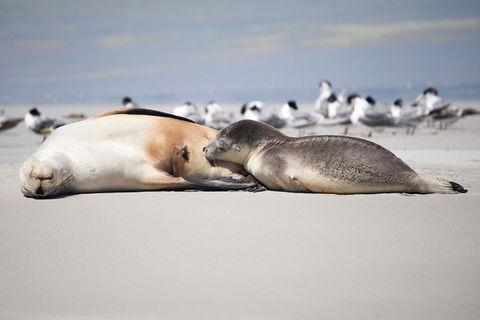 Kangaroo Island Luxury Small Group 'Island Life' Full Day Tour - Yarra Valley Accommodation 5