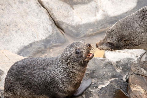 Kangaroo Island Luxury Small Group 'Flinders Chase Focus' Full Day Tour - Yarra Valley Accommodation 2