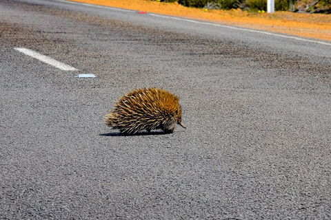 Kangaroo Island Luxury Small Group 'Flinders Chase Focus' Full Day Tour - Yarra Valley Accommodation 3