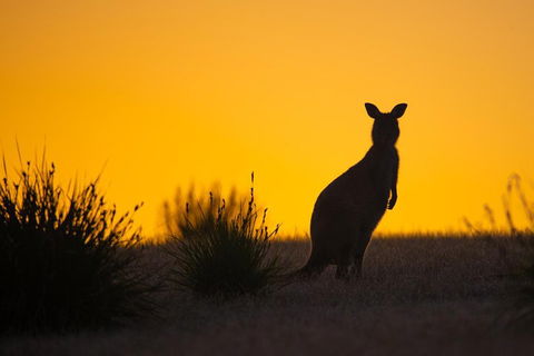 Kangaroo Island Luxury Small Group 'Flinders Chase Focus' Full Day Tour - Yarra Valley Accommodation 5