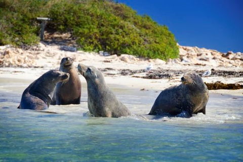 Dolphin, Penguin And Sea Lion Cruise - Yarra Valley Accommodation 0