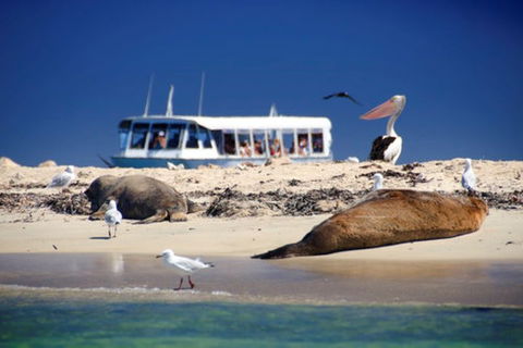 Dolphin, Penguin And Sea Lion Cruise - Yarra Valley Accommodation 1