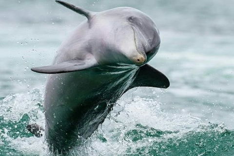 Dolphin, Penguin And Sea Lion Cruise - Yarra Valley Accommodation 2