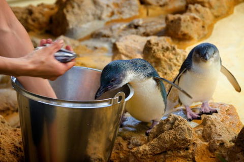 Dolphin, Penguin And Sea Lion Cruise - Yarra Valley Accommodation 3