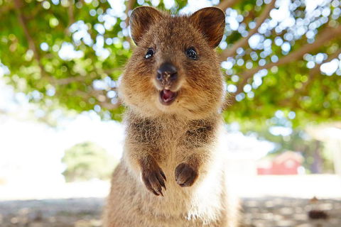Discover Rottnest With Ferry & Bus Tour From Perth Or Fremantle - Yarra Valley Accommodation 0