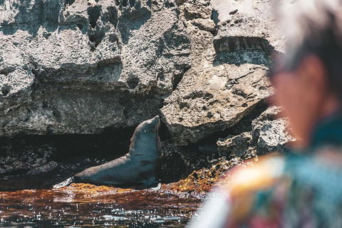 Adventure Rottnest Tour With Ferry & Adventure Cruise From Perth Or Fremantle - Yarra Valley Accommodation 1