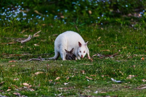 Bruny Island Traveller - Gourmet Tasting And Sightseeing Day Trip From Hobart - Yarra Valley Accommodation 3