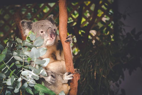 Small-Group Blue Mountains Day Trip From Sydney With Wildlife Park - Yarra Valley Accommodation 2