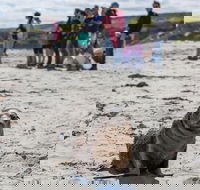 Kangaroo Island in a Day Tour from Adelaide - Yarra Valley Accommodation