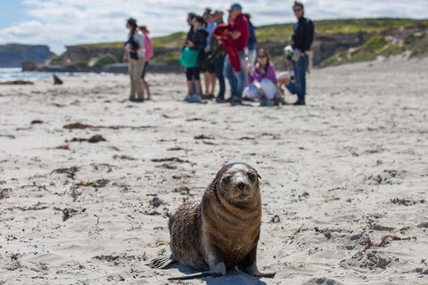 Kangaroo Island In A Day Tour From Adelaide - Yarra Valley Accommodation 0