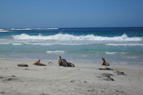 Kangaroo Island In A Day Tour From Adelaide - Yarra Valley Accommodation 1