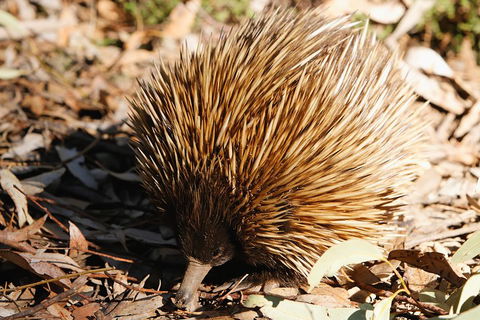 Kangaroo Island In A Day Tour From Adelaide - Yarra Valley Accommodation 2