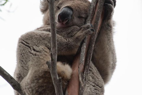 2-Day Kangaroo Island 4WD Small-Group Tour From Adelaide - Yarra Valley Accommodation 0