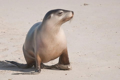 2-Day Kangaroo Island 4WD Small-Group Tour From Adelaide - Yarra Valley Accommodation 4