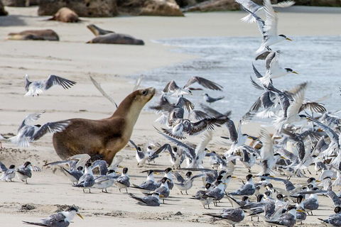 Full-Day Kangaroo Island Experience Departing From Kangaroo Island - Yarra Valley Accommodation 1