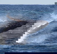 Whale Watching by Sea World Cruises - Yarra Valley Accommodation