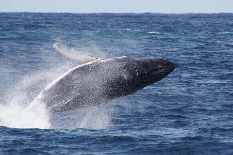 Whale Watching By Sea World Cruises - Yarra Valley Accommodation 0