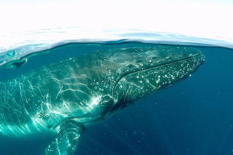 Whale Watching By Sea World Cruises - Yarra Valley Accommodation 2