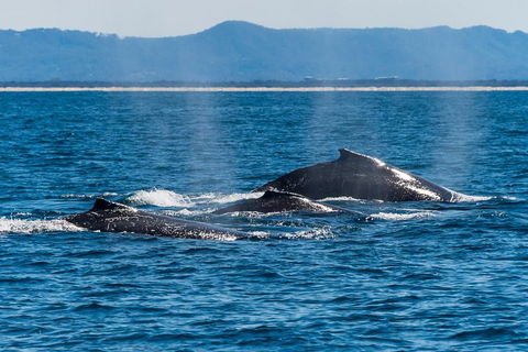 Whale Watching By Sea World Cruises - Yarra Valley Accommodation 4