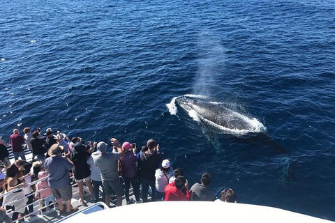Whale Watching By Sea World Cruises - Yarra Valley Accommodation 5