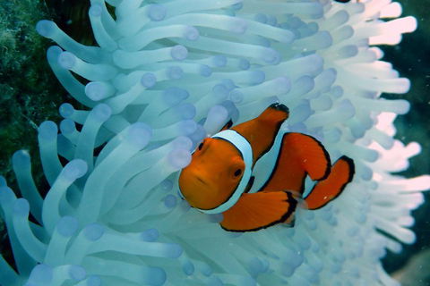 Seastar Luxury Outer Great Barrier Reef Island And Reef Tour From Cairns - Yarra Valley Accommodation 0