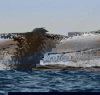 Sydney Whale-Watching Cruise Including Lunch or Breakfast - Yarra Valley Accommodation
