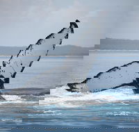 Hervey Bay Whale Watching Cruise - Yarra Valley Accommodation