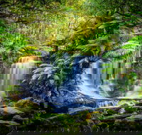 Day Tour in Mt. Field Mt. Wellington Bonorong Wildlife Sanctuary and Richmond - Yarra Valley Accommodation