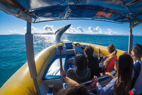 Ocean Rafting Tour To Whitehaven Beach, Hill Inlet Lookout & Top Snorkel Spots - Yarra Valley Accommodation 4