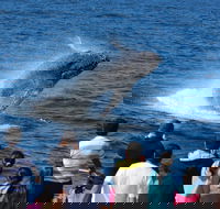 Tangalooma Island Resort Whale Watching Day Cruise - Yarra Valley Accommodation