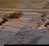 Litchfield and Jumping Crocodiles Full Day Trip from Darwin - Yarra Valley Accommodation