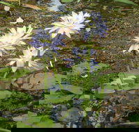 Yellow Water Cruise - Kakadu - Yarra Valley Accommodation