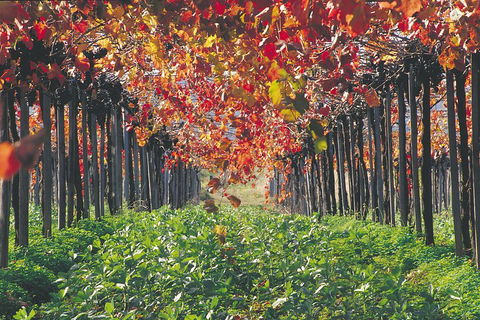 Margaret River Private Tour - Yarra Valley Accommodation 0