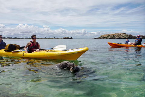 Seal Island And Penguin Island Or Point Peron Sea Kayak Tour - Yarra Valley Accommodation 0
