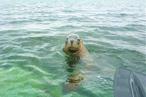 Seal Island And Penguin Island Or Point Peron Sea Kayak Tour - Yarra Valley Accommodation 1