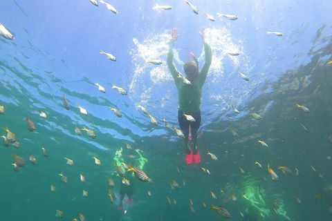 Manly Snorkel Trip And Nature Walk With Local Guide - Yarra Valley Accommodation 0