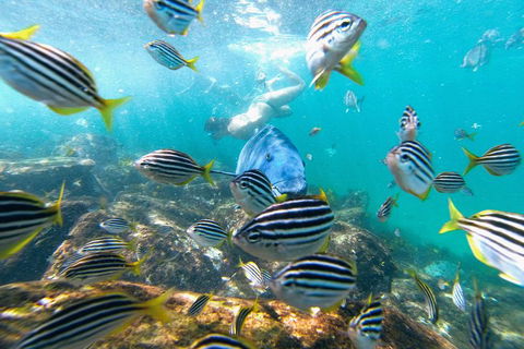 Manly Snorkel Trip And Nature Walk With Local Guide - Yarra Valley Accommodation 2
