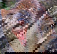 After Dark Tasmanian Devil Feeding Tour at Cradle Mountain - Yarra Valley Accommodation