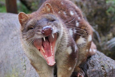 After Dark Tasmanian Devil Feeding Tour At Cradle Mountain - Yarra Valley Accommodation 0