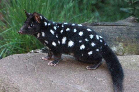 After Dark Tasmanian Devil Feeding Tour At Cradle Mountain - Yarra Valley Accommodation 5