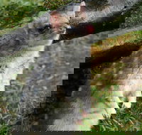 1-Hour Tasmanian Devil Feeding Day Tour at Cradle Mountain - Yarra Valley Accommodation