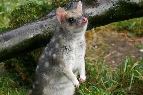 1-Hour Tasmanian Devil Feeding Day Tour At Cradle Mountain - Yarra Valley Accommodation 0